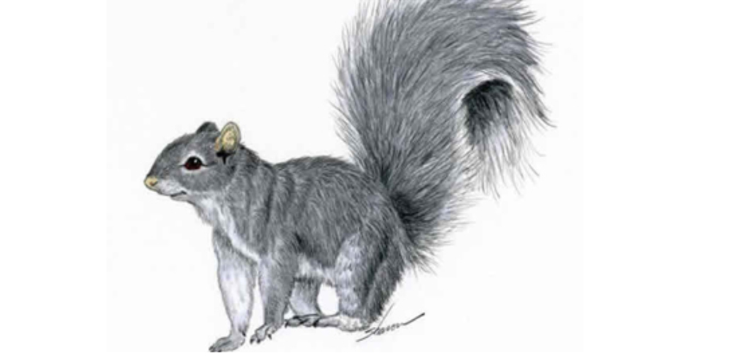 DRAWING FOR BEGINNERS TRY-IT